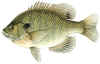 Bluegill