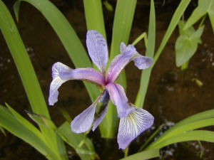 Blue Flag Iris Flower