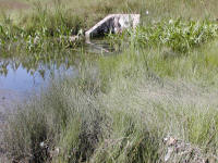 Arrowhead, Blue flag Iris and Bullrushes abound