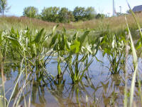Arrowhead proliferating at the bottom of the fen