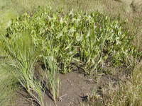Arrowhead shoots out rizomes to proliferate