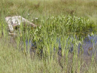 Jame's Fen at its best