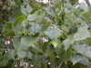Cottonwood Poplar