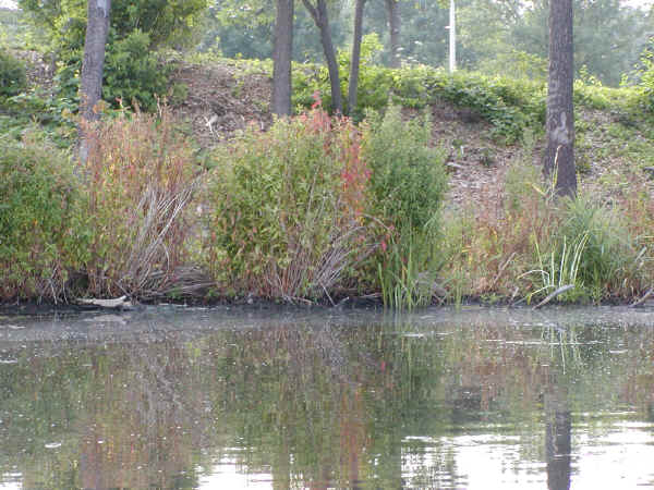 Results of selectively treated Loosestrife at Teal access shoreline