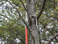 Pruning hook in tree