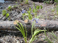 Blue Flag Iris and Arrowhead